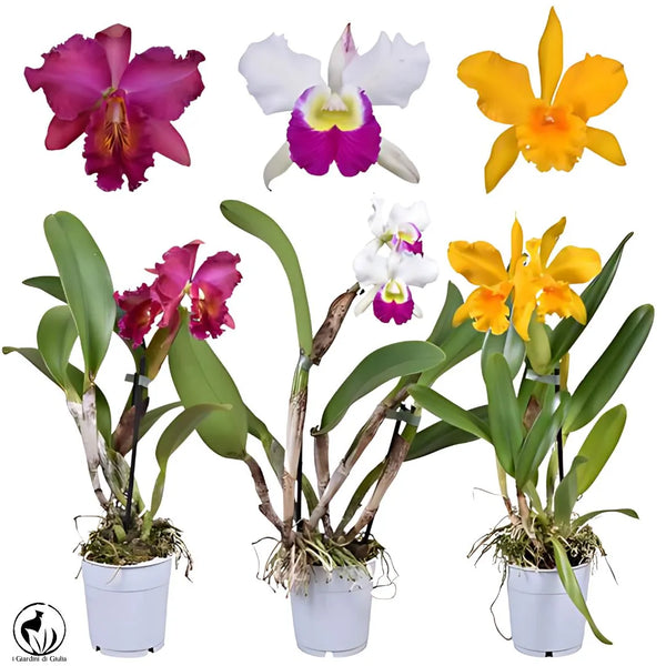 Orchidea Cattleya
