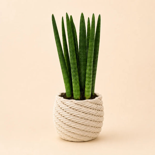 Sansevieria cylindrica im handgefertigten Keramiktopf Carina D.10 cm M