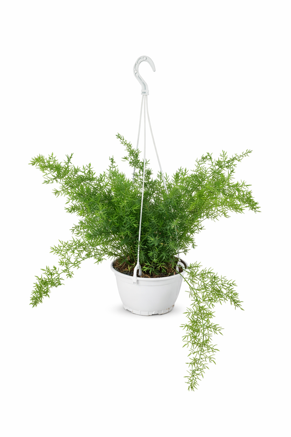Asparagus sprengeri D.19