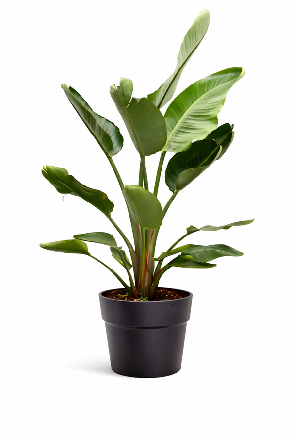 STRELITZIA NICOLAI VASO ANDROMEDA 38