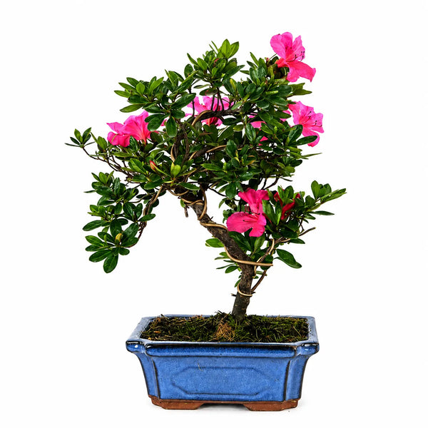 Bonsái 9 Años Rododendro Indicum (Azalea) - Colección Premium