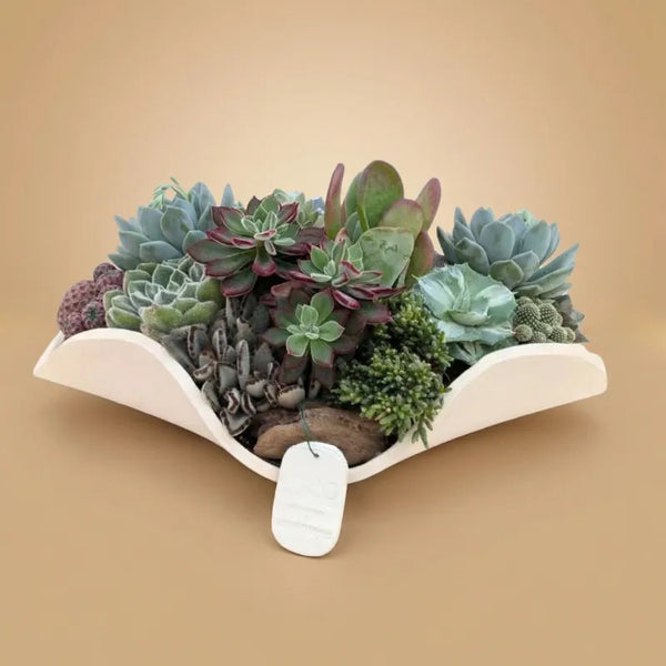 Composición de plantas suculentas en maceta de barro Rehos