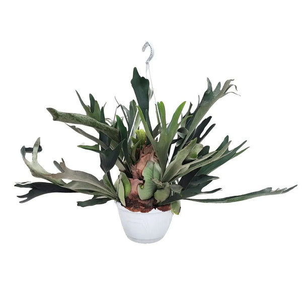 Platycerium (Felce Corna di Cervo) in basket Altezza Pianta 70 cm