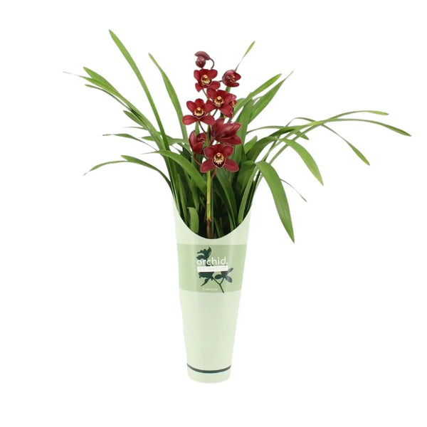 Cymbidium Red beauty Roy 1 stem H.65 cm