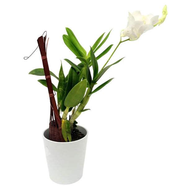 Dendrobium thaïlandais : Orchidée tropicale d'une élégance exotique