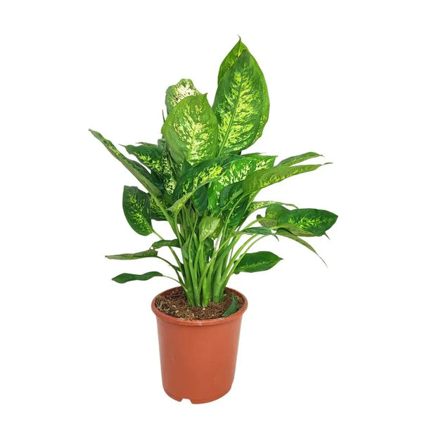 Dieffenbachia Compacta Ø 17 Pot en plastique