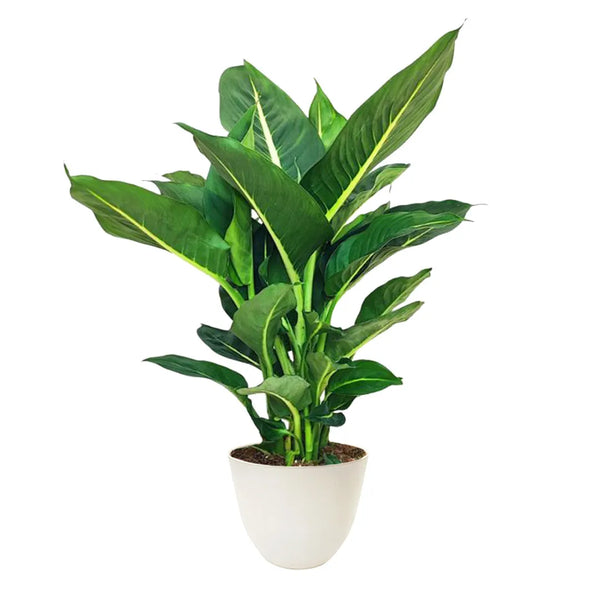 Dieffenbachia Green Magic H.50 cm