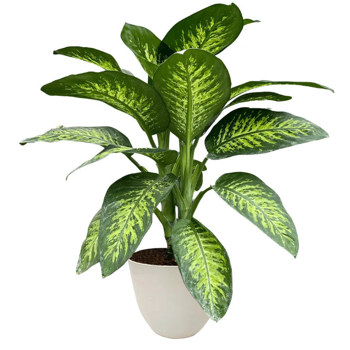 Dieffenbachia Tropic Snow, pianta tropicale con foglie variegate e vaso avorio in ceramica