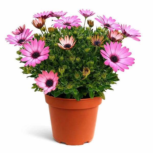 Dimorphoteca couleurs mélangées en pot D.14 H.30 cm (Boutonnée)