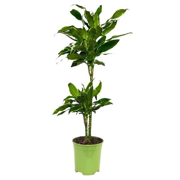 Dracaena Golden Coast D.21 cm Vaso plastica
