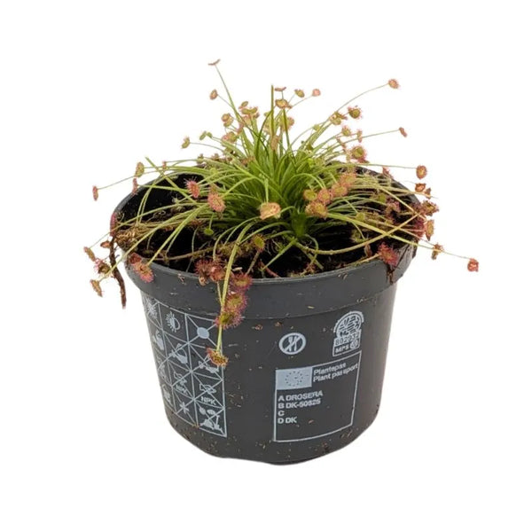 Drosera Paradoxa pot size 9