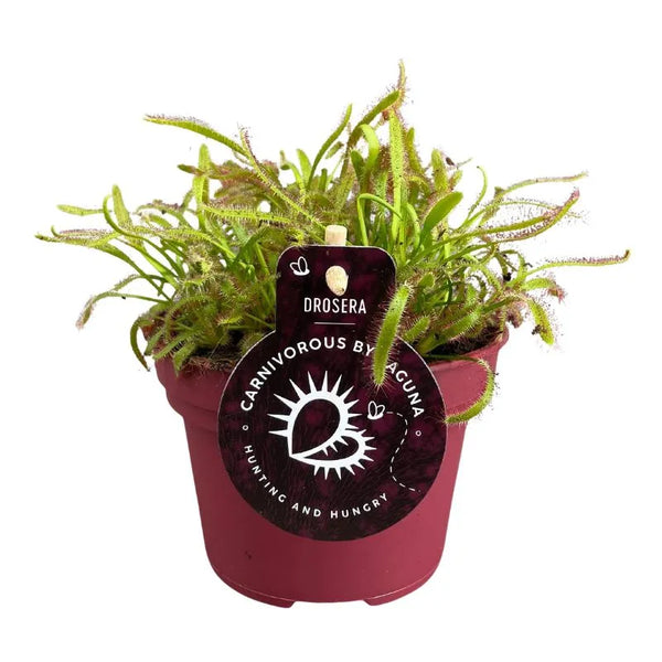 Drosera Capensis Broadleaf Red D. 12 H.17 cm
