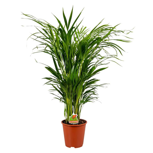 Dypsis lutescens D.19 cm