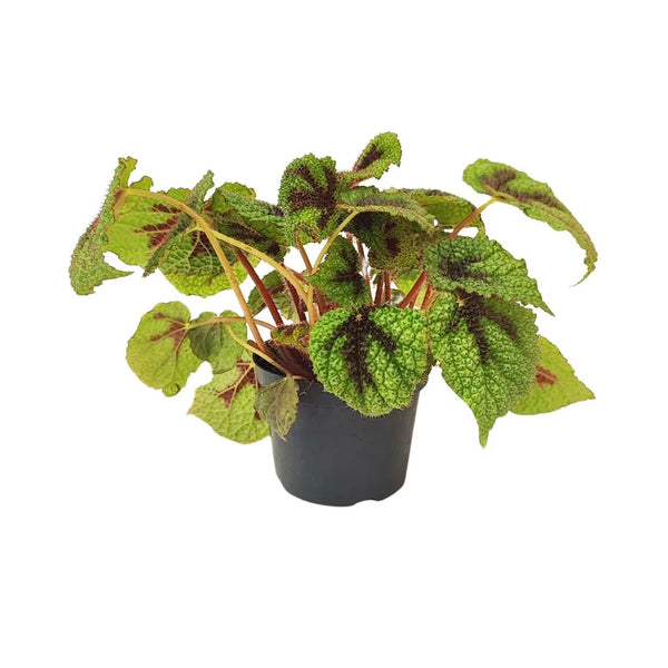 Begonia foliage masoniana Iron Cross D. 12 cm