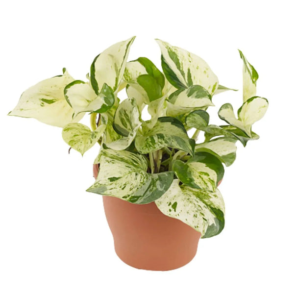 Epipremnum pinn. Happy Leaf Ø 12 Vase en plastique