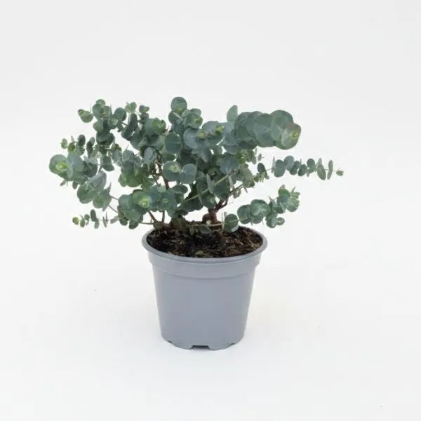 Eukalyptus Gunnii D. 12 cm