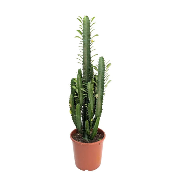 Euphorbia trigona H. 70 cm