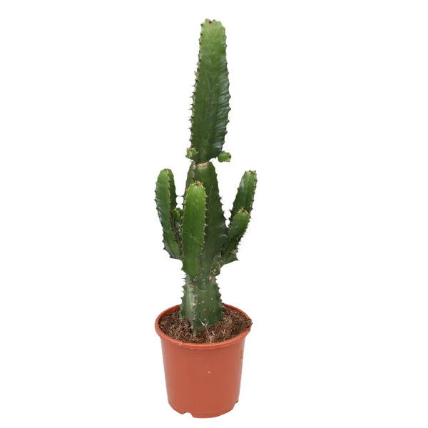 Euphorbia acrurensis H.75