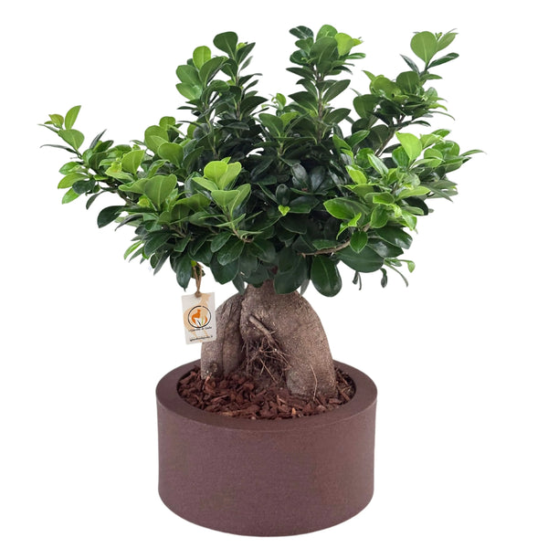Bonsai ficus ginseng in vaso a Riserva Echo
