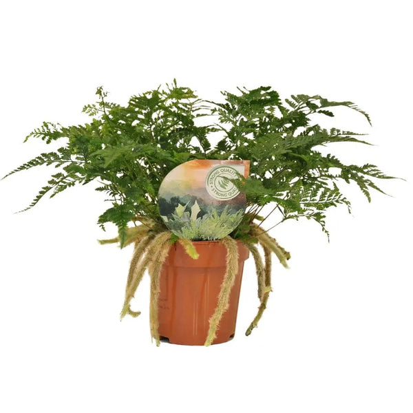 Fougère Humata tyermannii d. 12