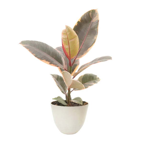 Ficus Belize altura D.13 cm