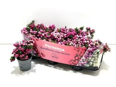 Gaultheria mucronata D. 10,5 CM