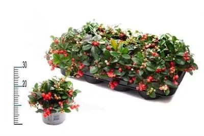 Gaultheria Big Berry D. 14