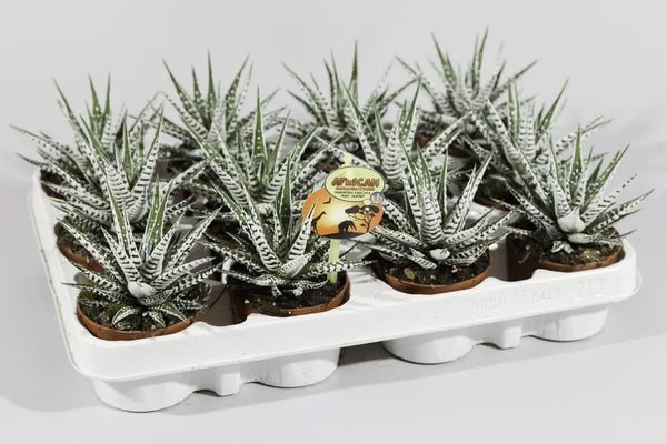 Haworthia fasciata Alba