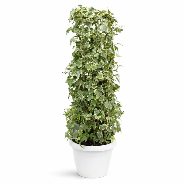 Lierre (Hedera helix) colonnaire D. 30 H.100 cm