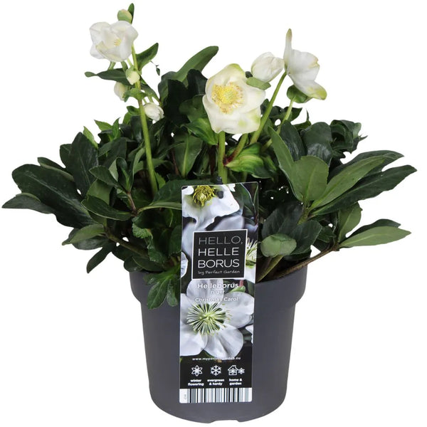 Hellébore blanc de Noël H.35