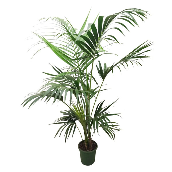 Kentia en pot de 26 cm