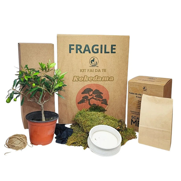 DIY Bonsai Olive Kokedama Kit All inclusive