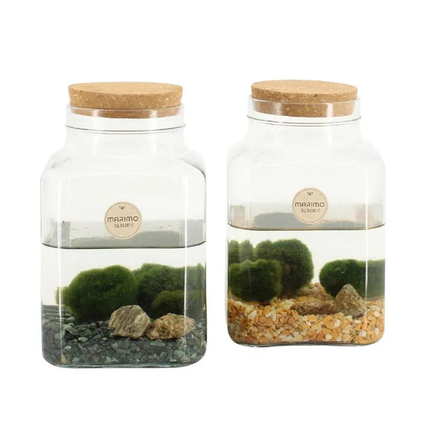 Marimo D.5 H.8 in