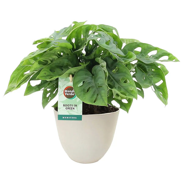 Monstera adansonii
