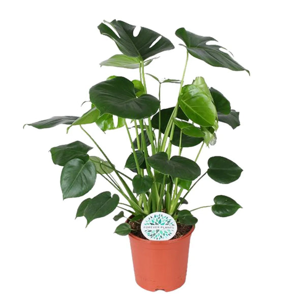 Monstera deliciosa Höhe 80 cm