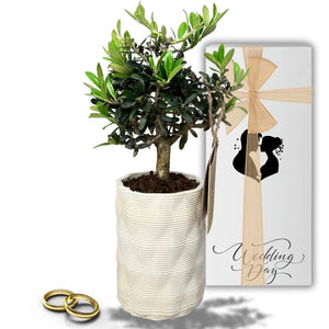 Gastgeschenk