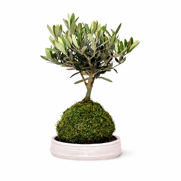 Kokedama Bonsai Olivo