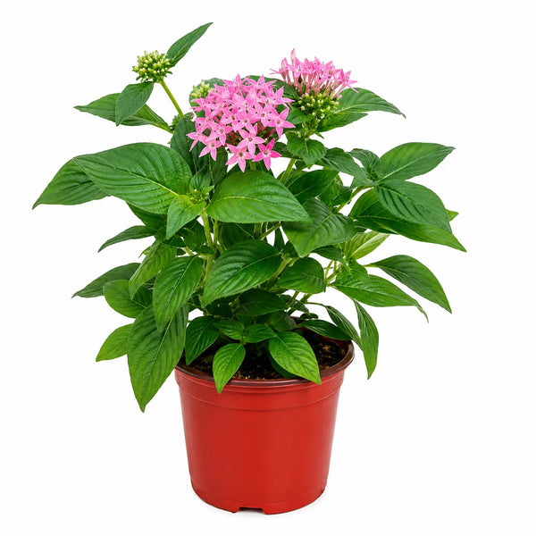 Set 3 o 6 pezzi di Pentas D.14 H.30 cm