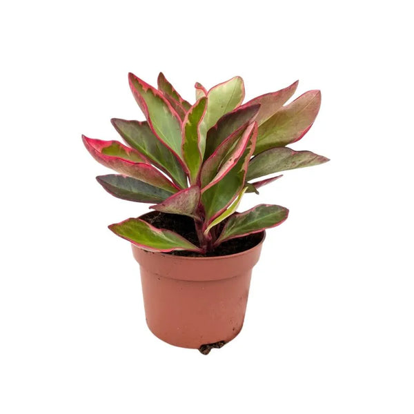 Peperomia Clusiifolia Jellie H.20 cm