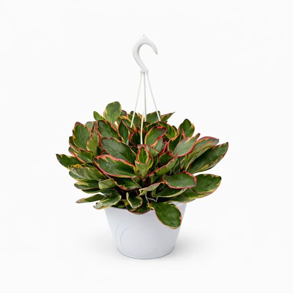 Peperomia clusifolia Ginny cesta 18 cm