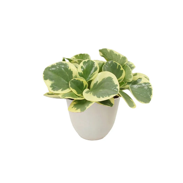 Peperomia Obtusifolia Variegata H.19 cm