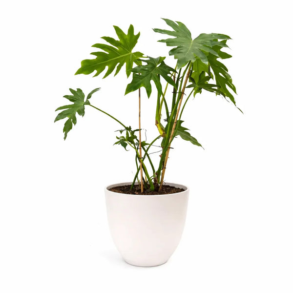 Philodendron selloum D.21 H.95 cm