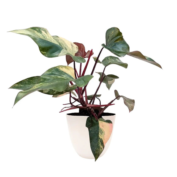 Philodendron Pink Princess H.60 cm