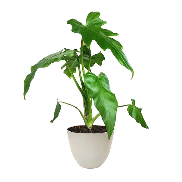 Philodendron sellum