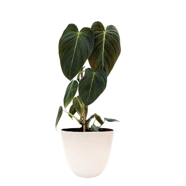 Filodendro melanochrysum H. 50 cm