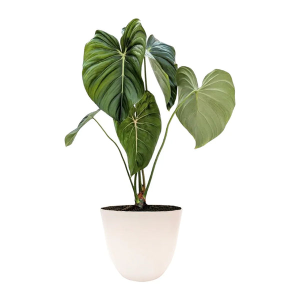 Philodendron pastazanum H. 60 cm