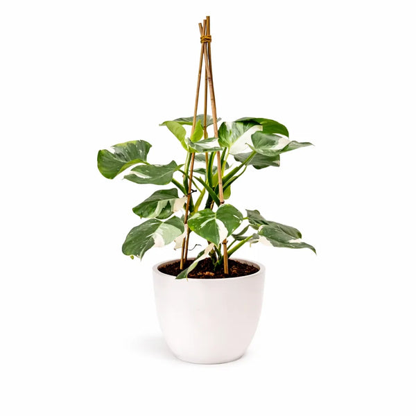 Philodendron blanc D.24 H.90 cm