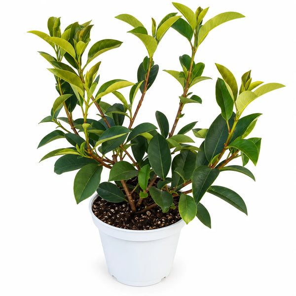 Glanzmispel 'Fraseri Red' D.18 H.45 cm