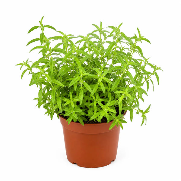 Set 3 o 6 piante di Citronella D.14 H.30 cm