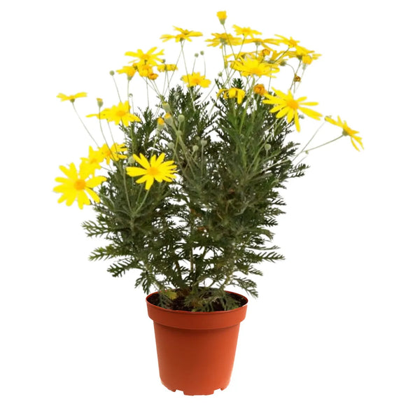 Euryops Pectinatus Plants
